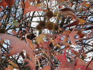 【岸根公園】晩秋