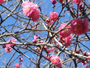 【岸根公園】梅の開花