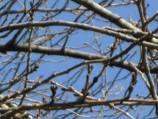 2019桜前線（№１）