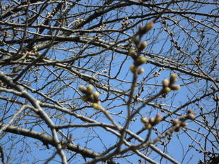 2019桜前線（№2）