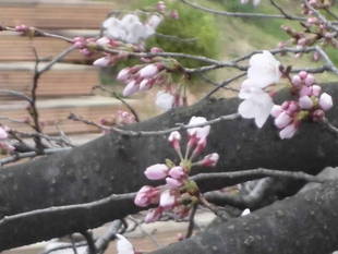 2019桜前線（№3）