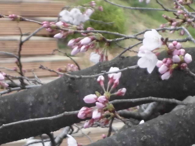 2019桜前線(№3)の写真