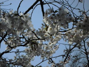 2019桜前線（№4）