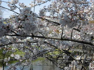 2019桜前線（№5）