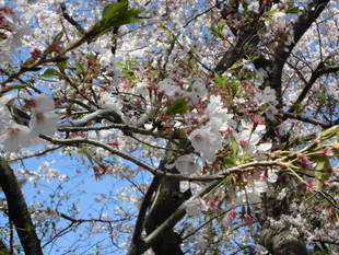 2019桜前線（№6）