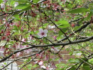 2019桜前線（№7）