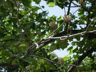 【岸根公園】ユリノキが見ごろです！