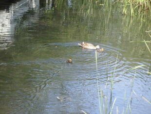 【岸根公園】カルガモ親子