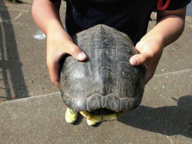 【岸根公園】カメのお散歩の写真