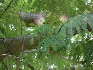 ネムノキの花が見ごろです