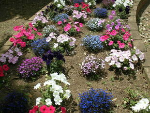 《御礼》春の花植え♪