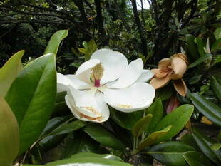 【岸根公園】タイサンボクの花言葉