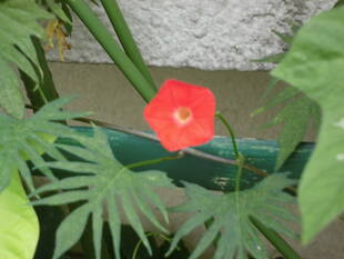 グリーンカーテン#１