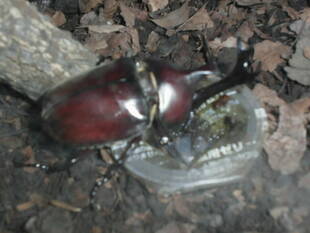 【延長決定！】カブト虫展示