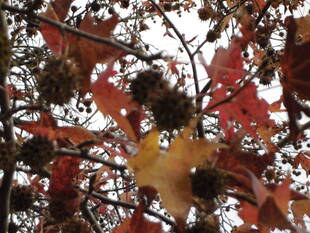 冬枯れの公園散歩