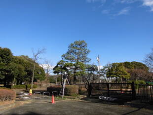 松の剪定(もみあげ)