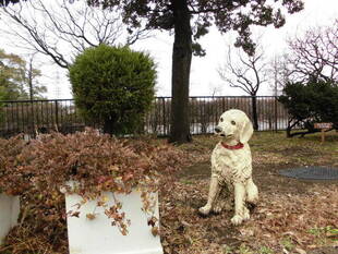 ゴールドとアイビー