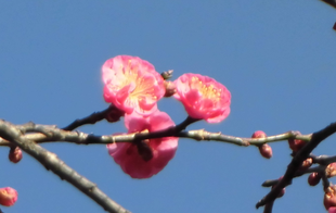 小さな春を見つけました