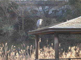 アオサギが飛来してきました