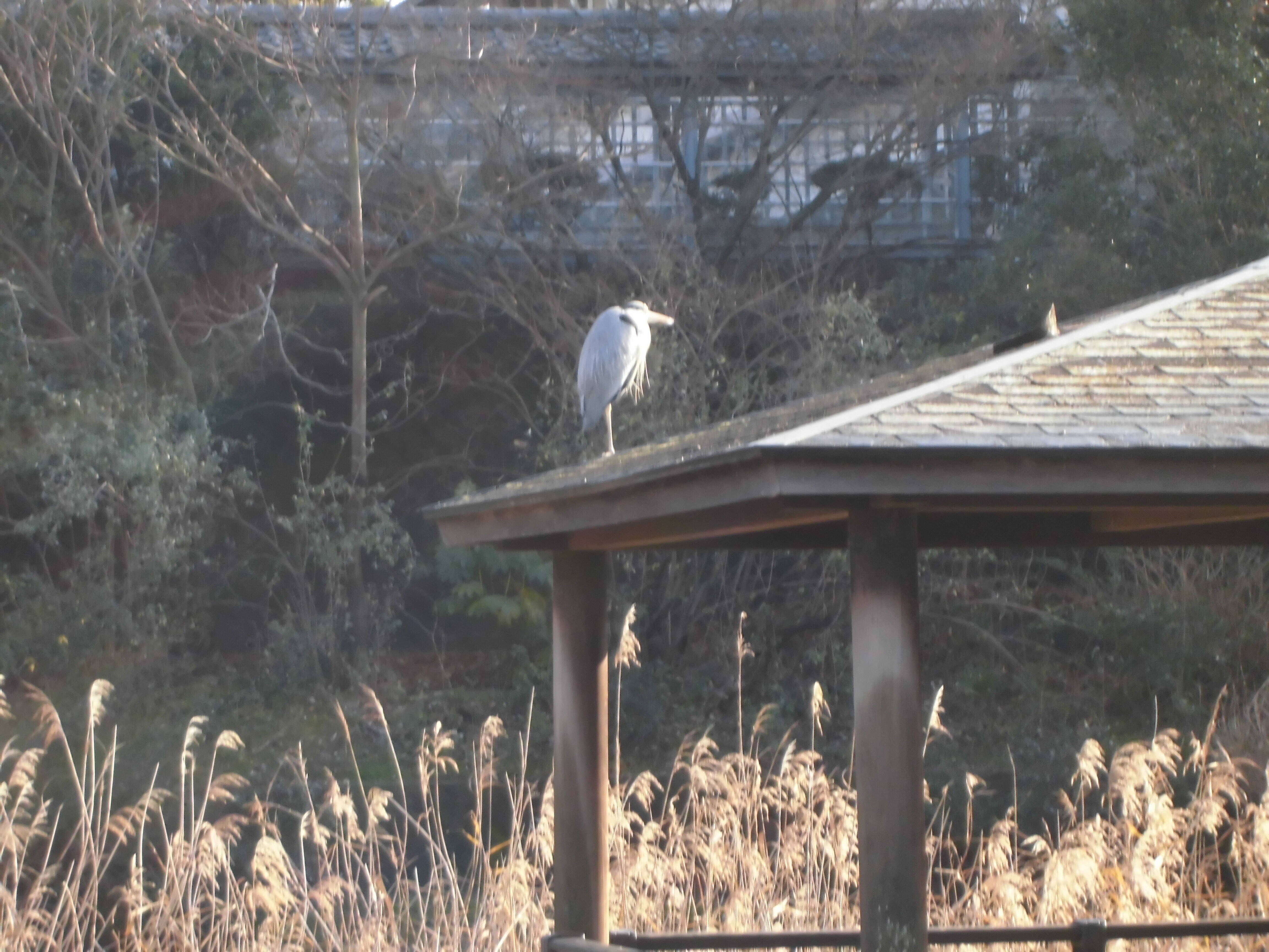 アオサギが飛来してきましたの写真