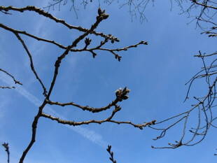 2020桜前線（番外編）