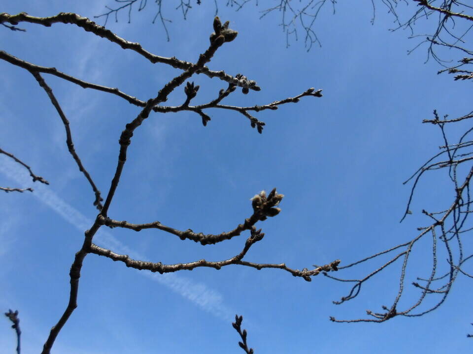 2020桜前線(番外編)の写真