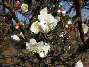 白梅が満開になりました