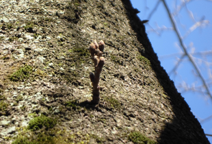 2020桜前線（番外編その２）