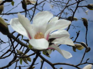 コブシ（辛夷）の花