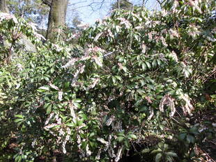 アセビ（馬酔木）