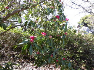 シャクナゲ　（石楠花）の花