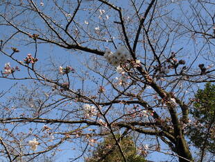 2020桜前線（№２）