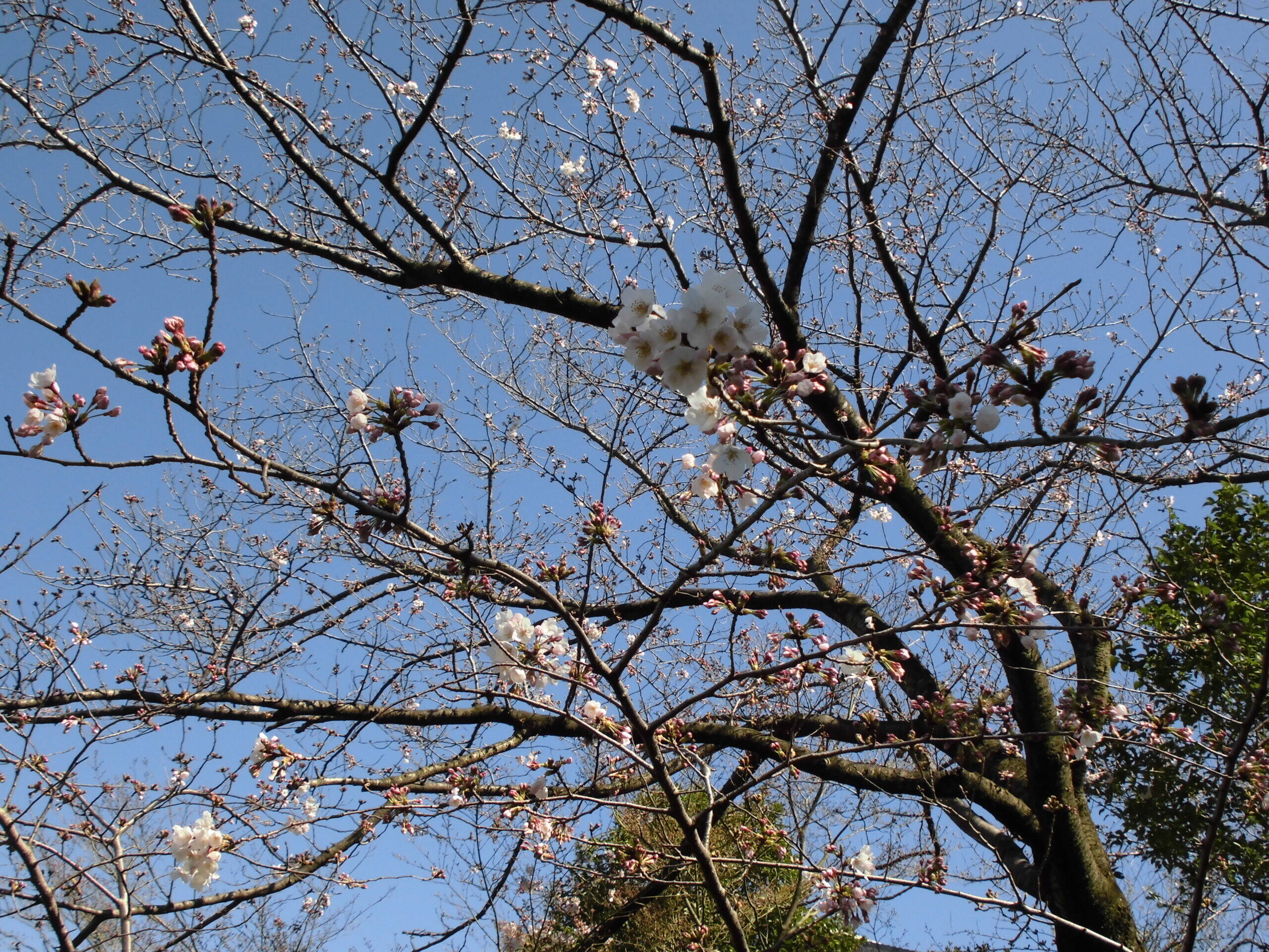 2020桜前線(№2)の写真