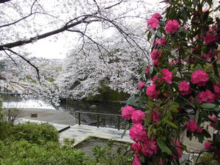 2020桜前線（№４）