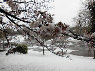 2020桜前線（№５）