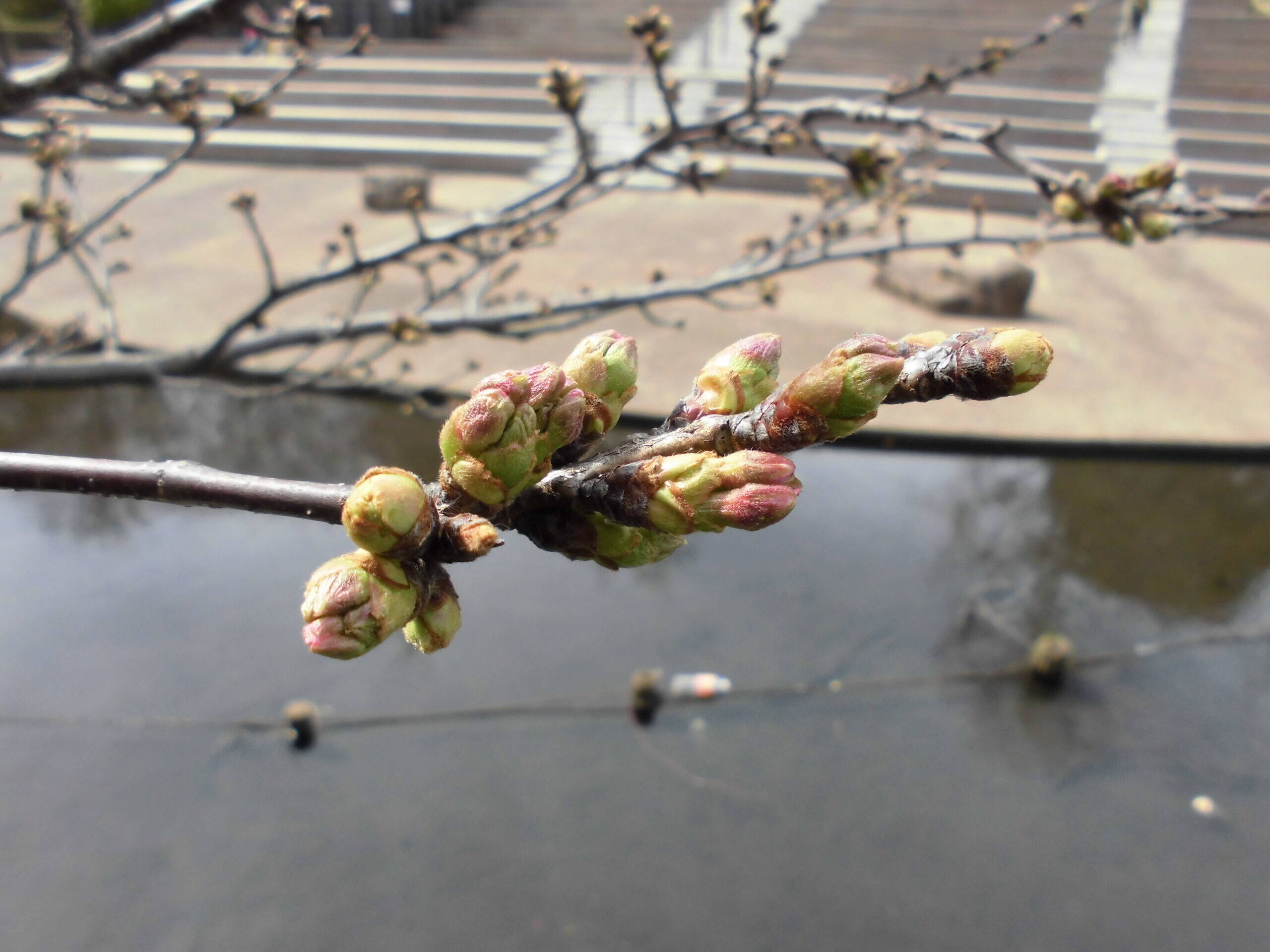 2020桜前線(№1)の写真