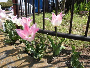 チューリップが咲きました