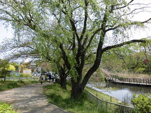 2020桜前線（№７）