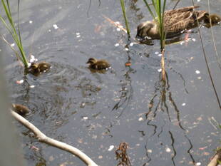 カルガモの親子