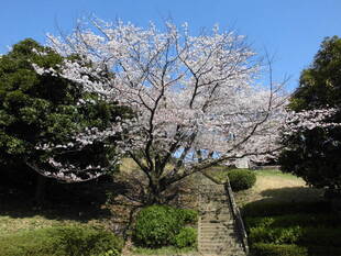 2020桜前線（№6)