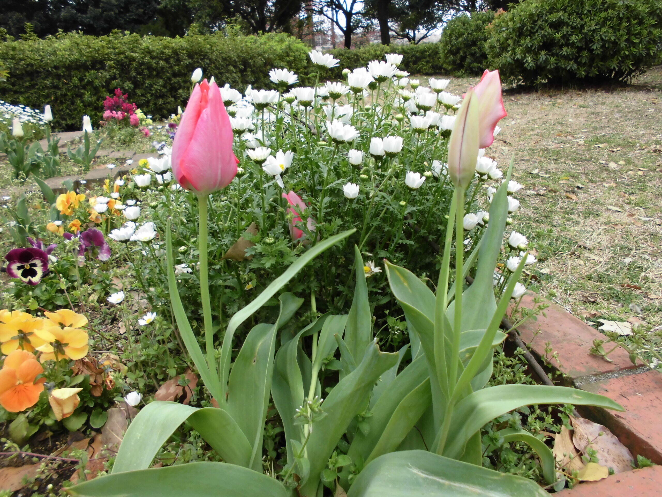 春爛漫の写真