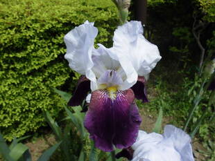 ジャーマンアイリス