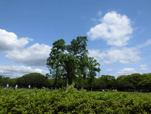 ユリノキ（百合の木）