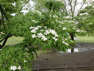 ヤマボウシ(山法師）