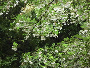 エゴの木（野茉莉）