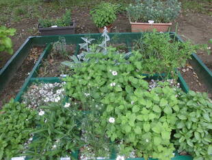 ハーブガーデン（№2）