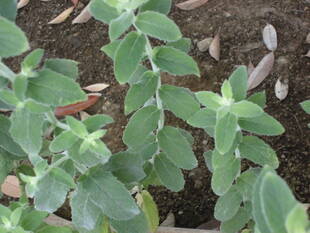 ハーブガーデン（№3）