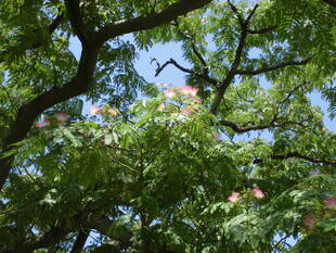 ネムノキの花が咲きました