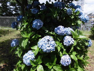 紫陽花が満開です