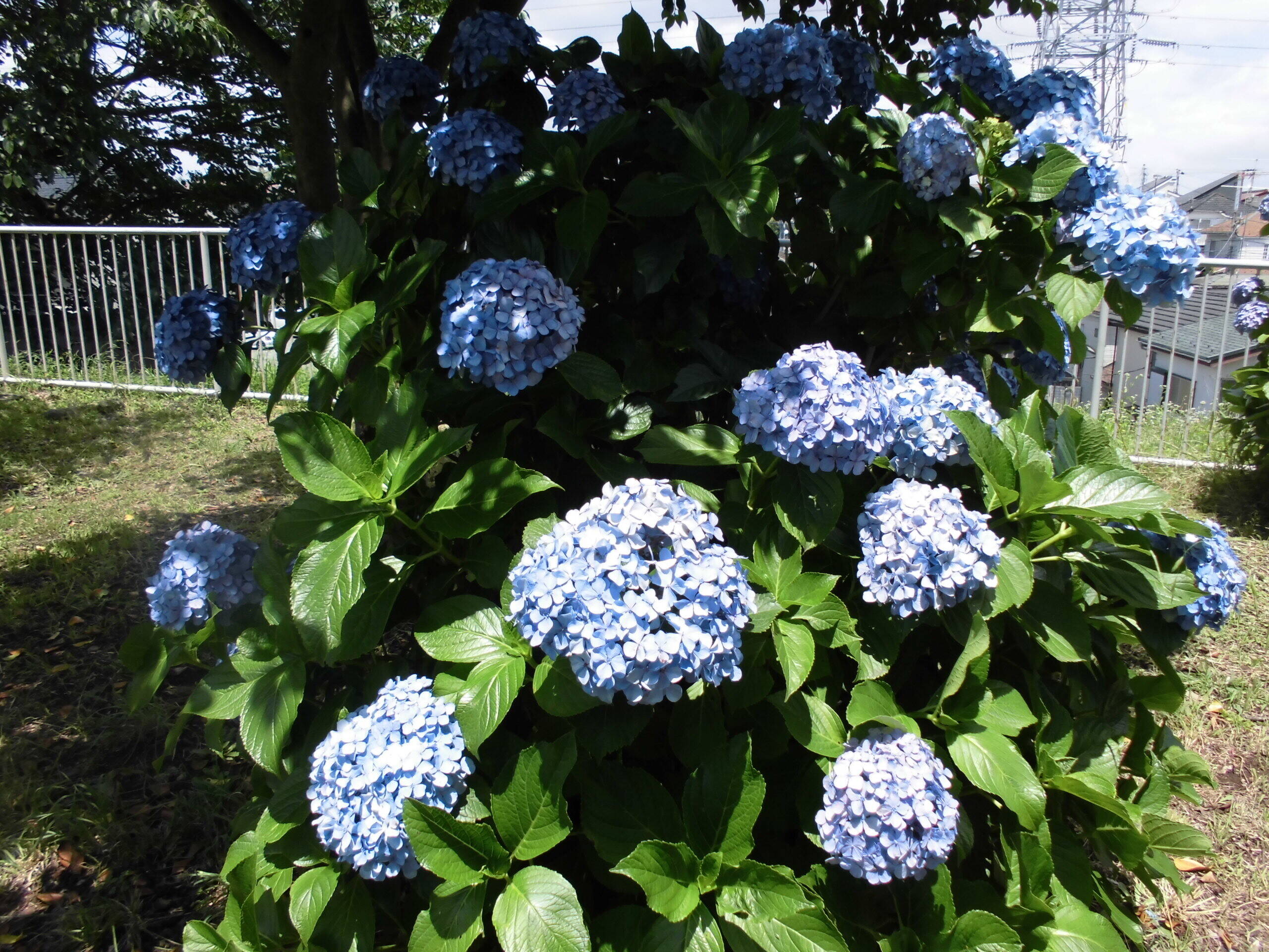 紫陽花が満開ですの写真